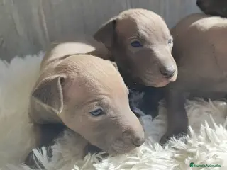 Pequeño Lebrel Italiano perros GALGO ITALIANO. PEQUEÑO LEBREL ITALIANO - Anuncio 2