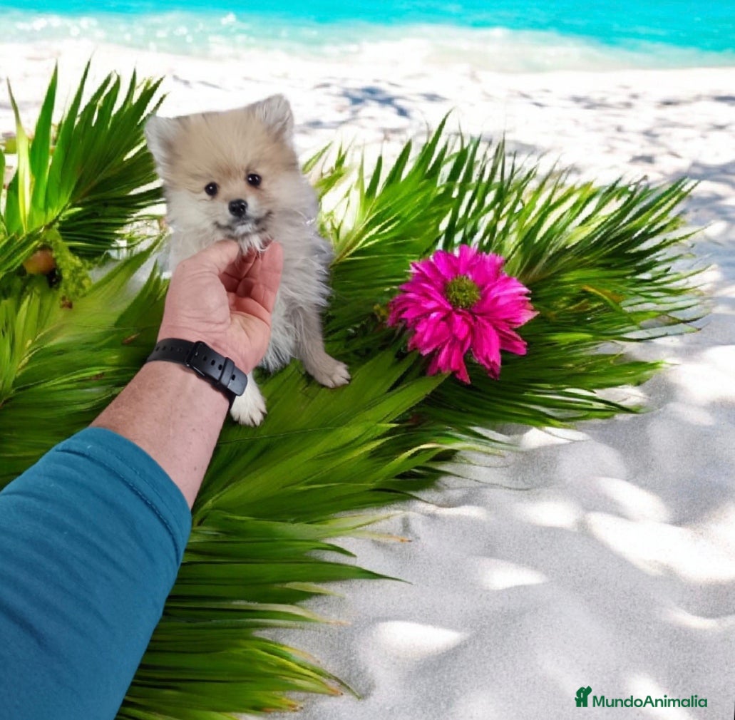 Pomerania perros Cachorro de pomerania  - Anuncio 2