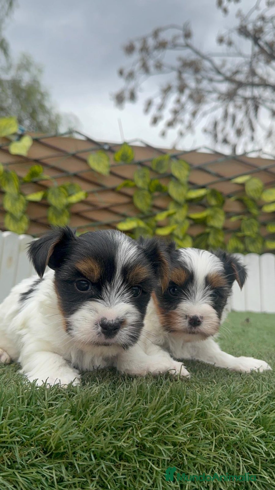 Yorkshire Terrier perros en venta: YORKSHIRE BIEWER MACHO - Anuncio 8