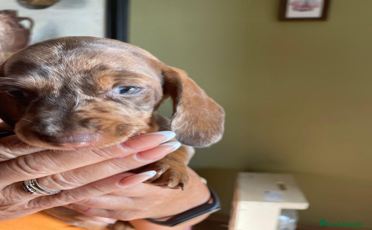 Teckel perros - Anuncio 2