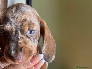 Teckel perros - Anuncio 27