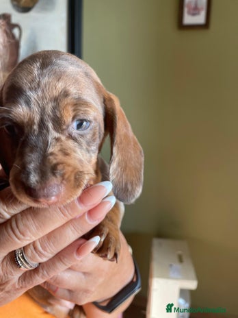 Teckel perros - Anuncio 1