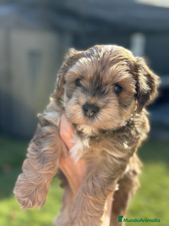 Bichón Habanero perros en Barcelona - Anuncio 1