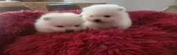 Pomerania perros en venta: Lulú de Pomerania  - Anuncio 1