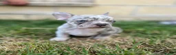 Bulldog Francés perros en venta: Bulldog francés  - Anuncio 2
