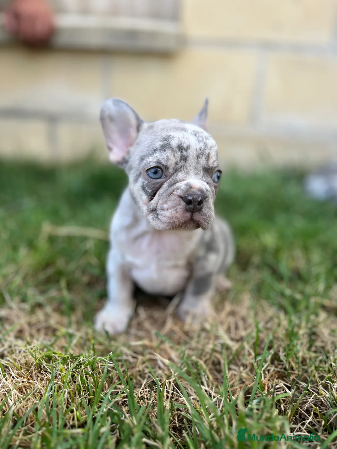 Bulldog Francés perros en venta: Bulldog francés  - Anuncio 2
