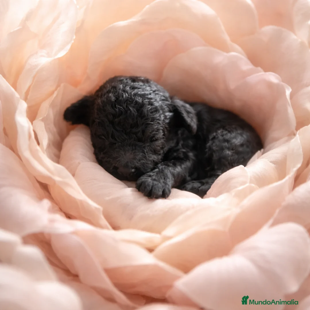 Caniche Toy perros en venta: Cachorritos toy negros  - Anuncio 2