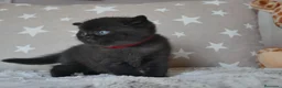 Británico de Pelo Corto gatos en venta: Gatitos British Shorthair negros con pedigree  - Anuncio 8