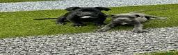 Cane Corso perros en venta: Cane corso - Anuncio 2