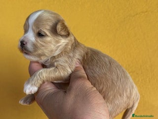 Maltipoo perros en Barcelona - Anuncio 27
