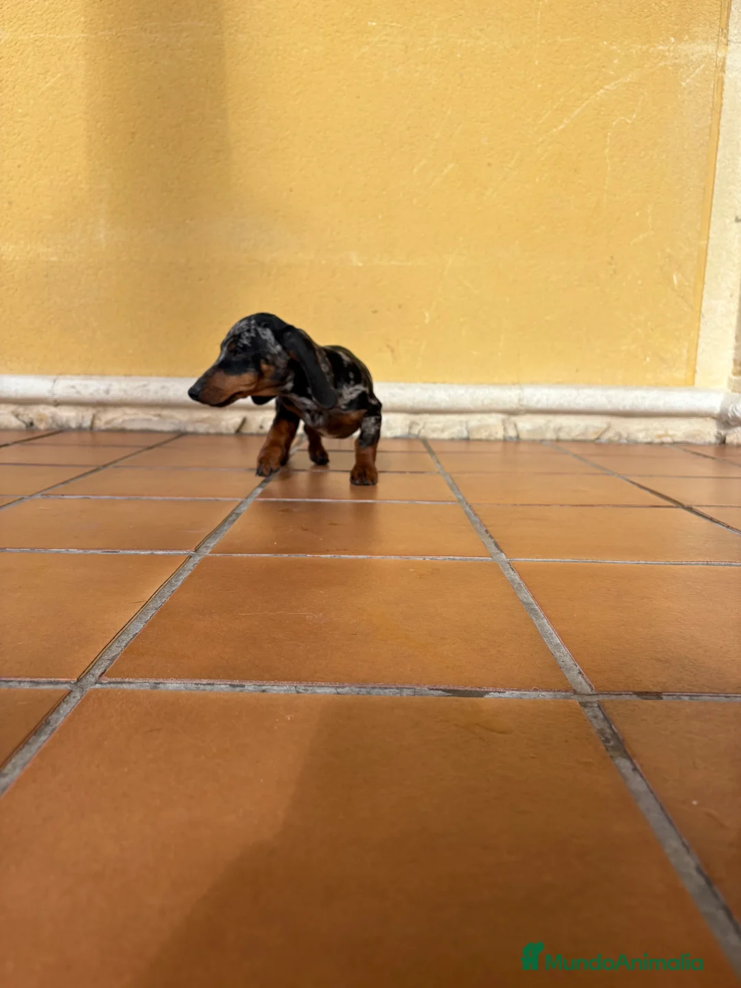 Teckel Miniatura perros en venta: Teckel miniatura macho arlequín Merle plata  - Anuncio 19