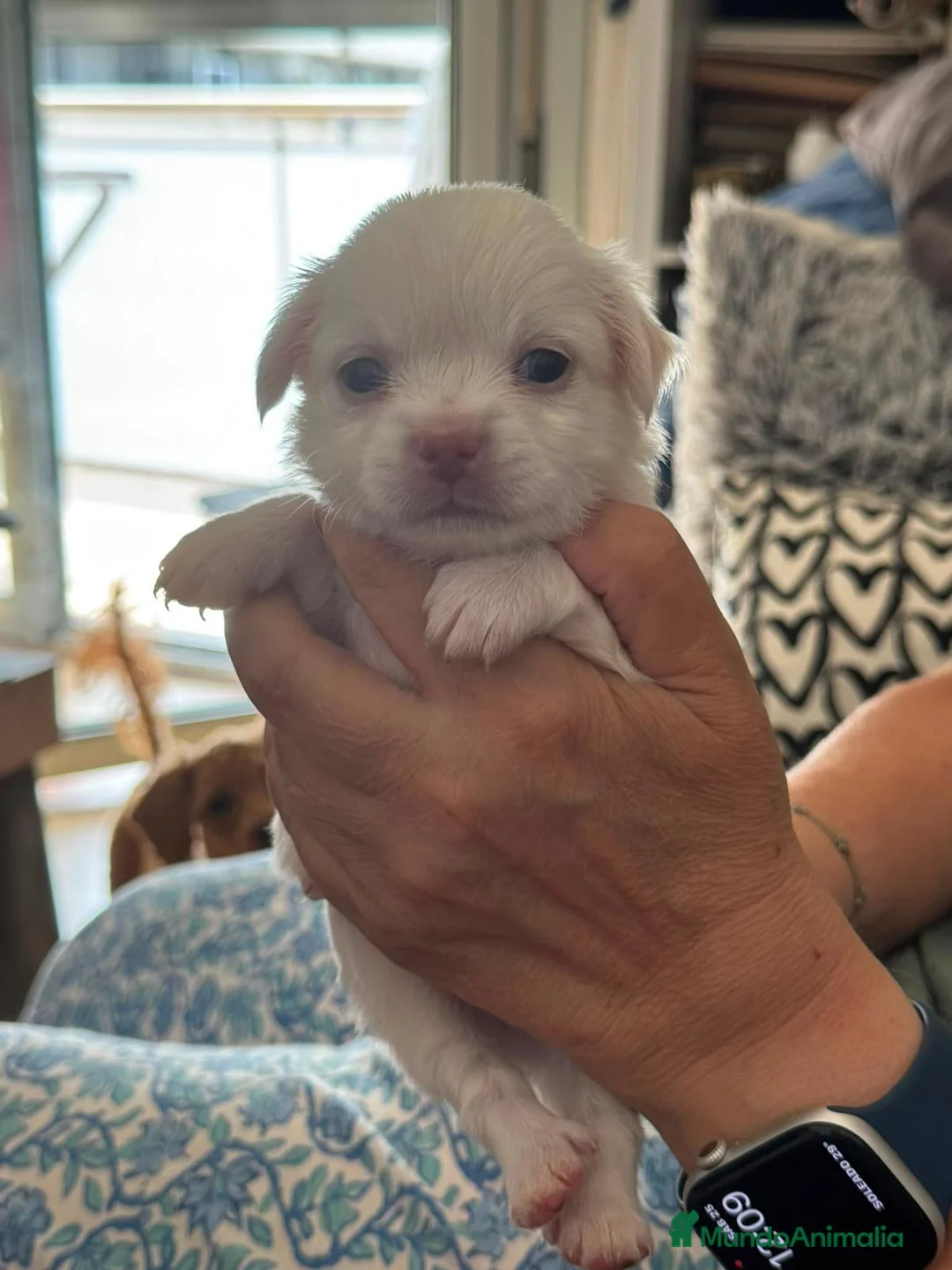 Bichón Maltés perros en venta: Bichón Maltés línea americana  - Anuncio 7