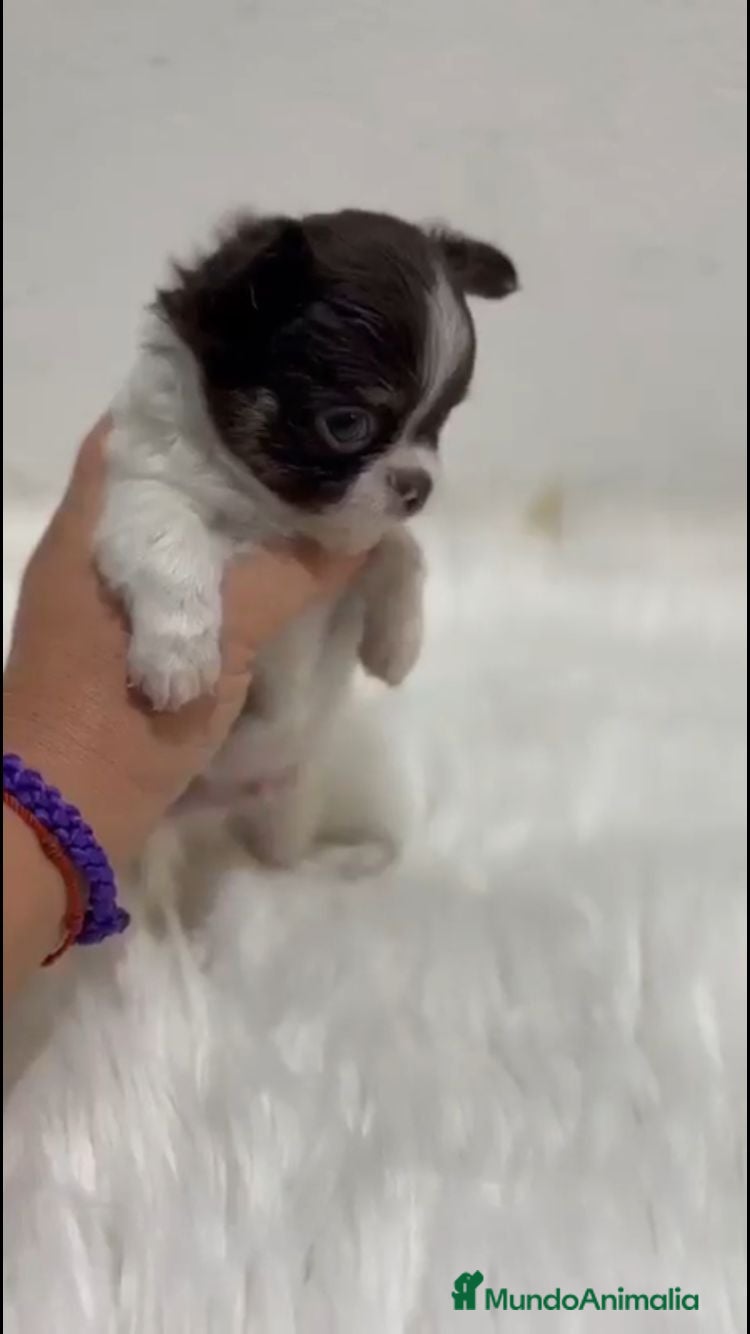 Chihuahua perros CHIAHUAHUA PELO LARGO MINI TOY - Anuncio 33