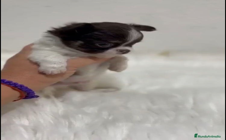 Chihuahua perros - Anuncio 2