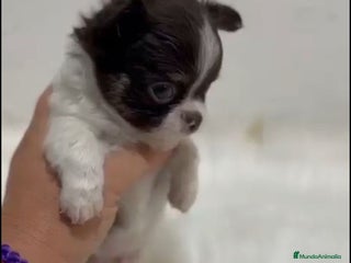 Chihuahua perros - Anuncio 2