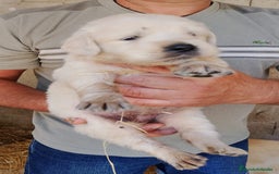 Golden Retriever perros en venta: Golden retriever - Imagen 6