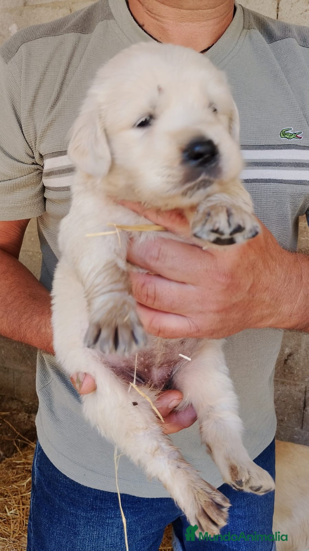 Golden Retriever perros en venta: Golden retriever - Imagen 6