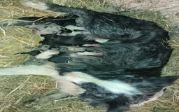 Border Collie perros en venta: BORDER COLLIE DE VILLA BIZNAGA - Imagen 40