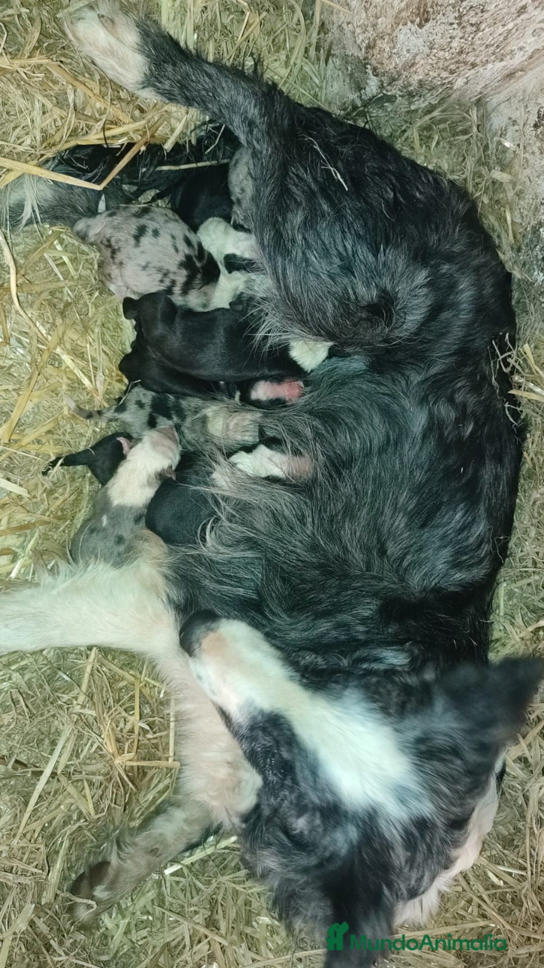 Border Collie perros en venta: BORDER COLLIE DE VILLA BIZNAGA - Imagen 40