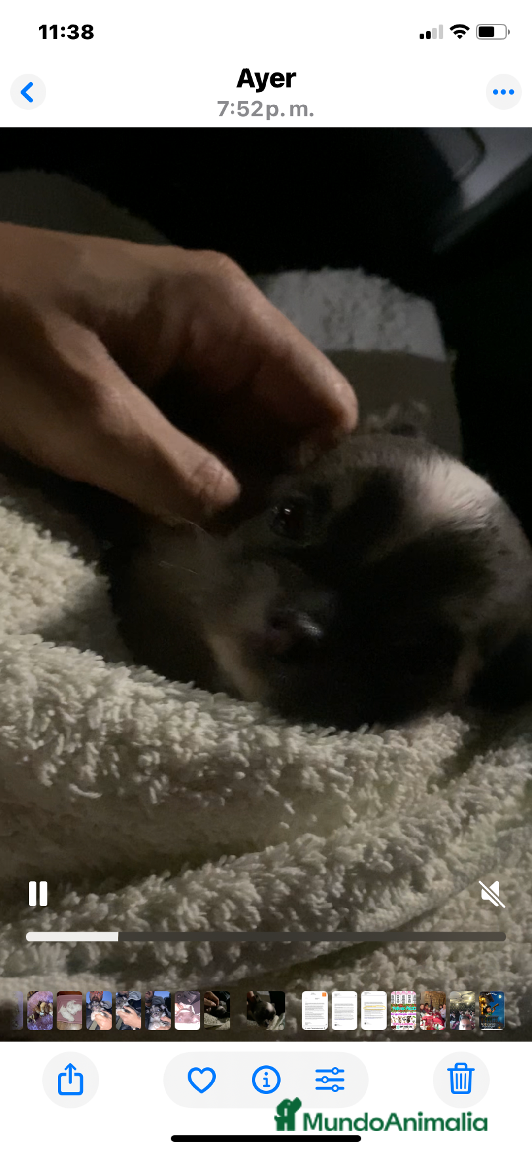 Chihuahua perros en venta: Hembrita pelo largo exotica - Anuncio 2