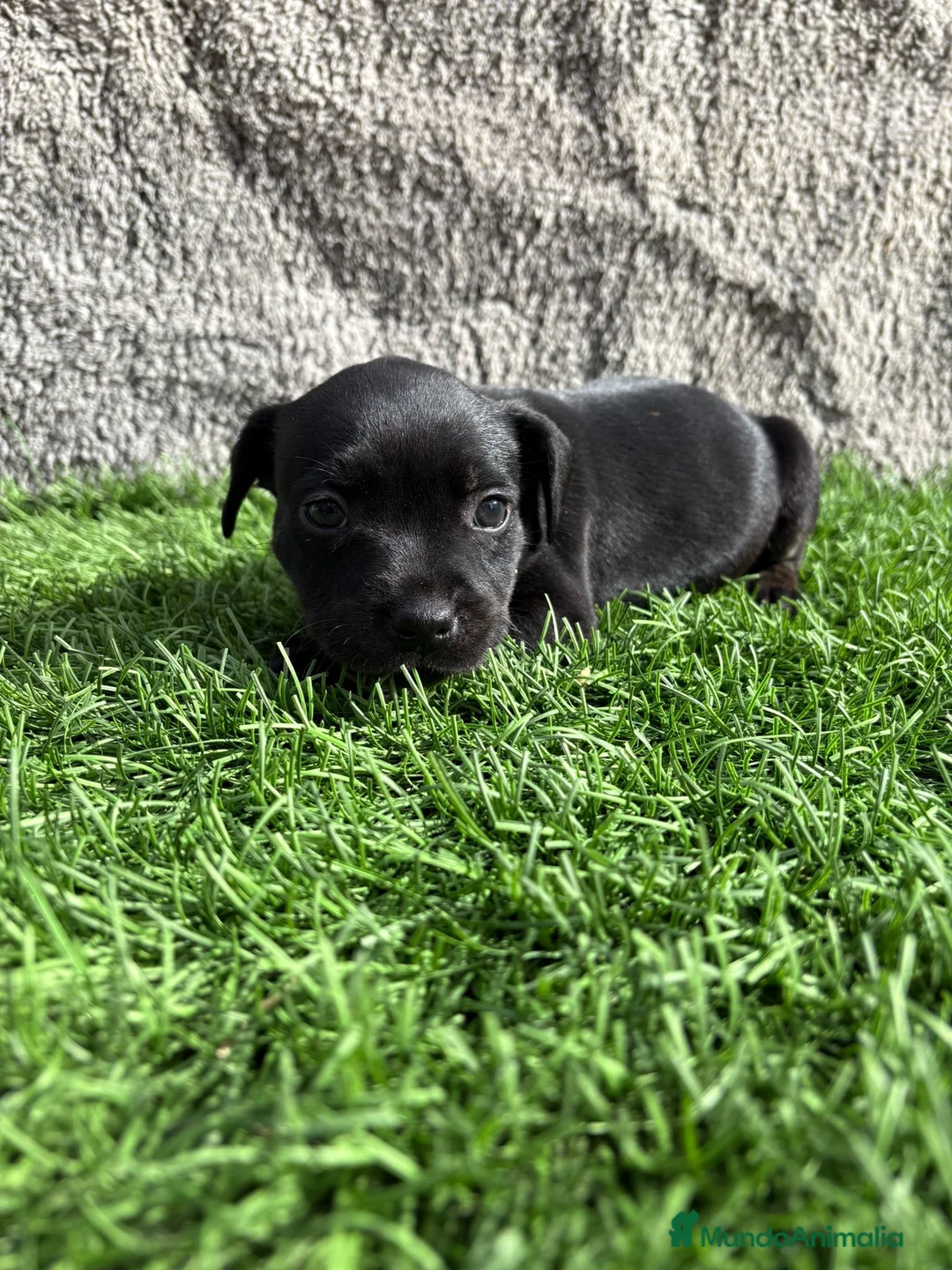 Staffordshire Bull Terrier perros en venta: Hembra de Staffordshire Bull Terrier  - Anuncio 3
