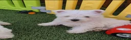 West Highland White Terrier perros en venta: Westy - Anuncio 1