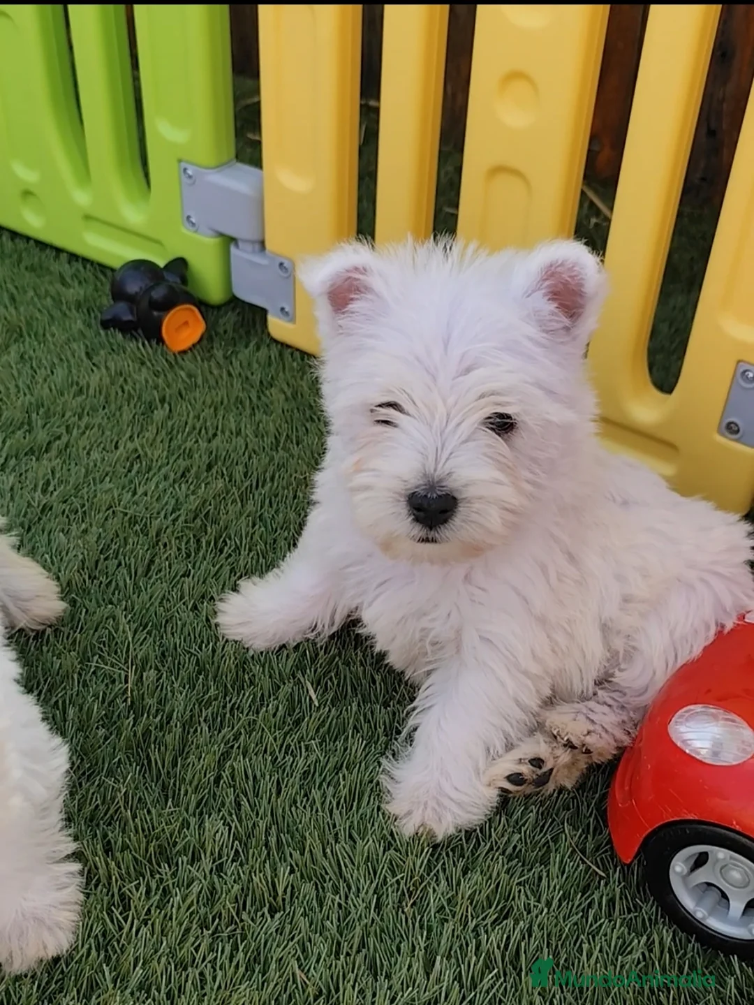 West Highland White Terrier perros en venta: Westy - Anuncio 1