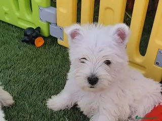 West Highland White Terrier perros Westy - Anuncio 1