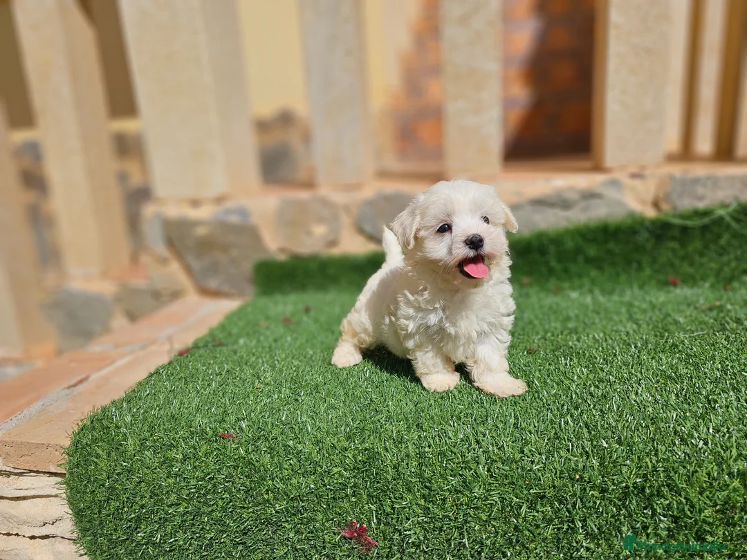 Bichón Maltés perros en venta: Bichón linea coreana  - Anuncio 1