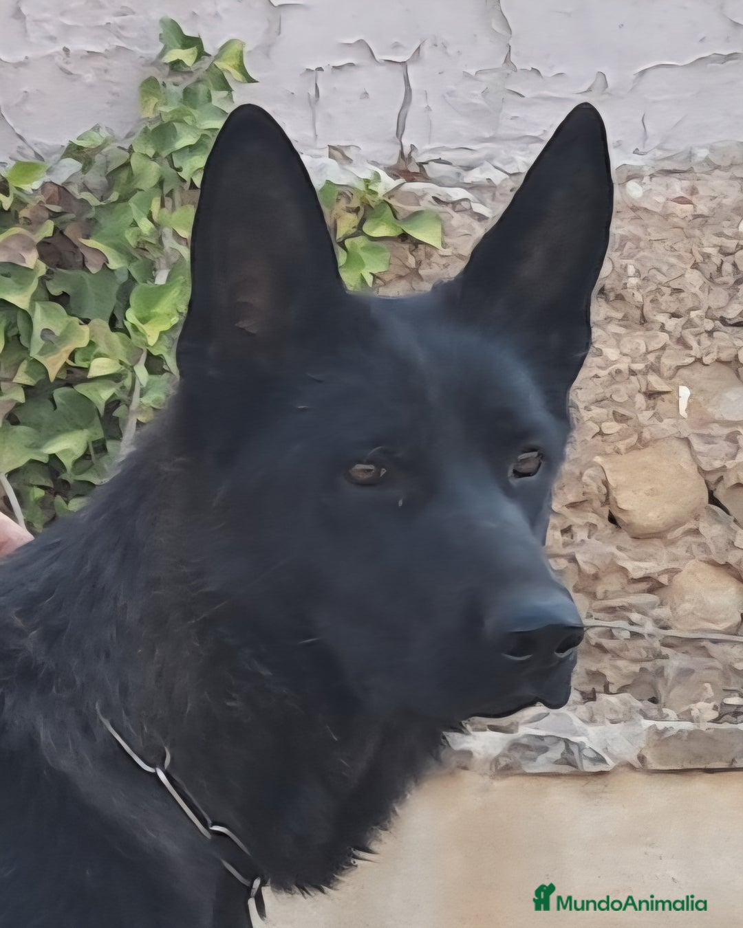 Pastor Alemán perros en venta: Hembra Pastor Alemán Negro - Imagen 2