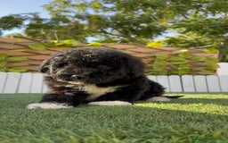 Perro de Agua Español perros en venta: PERRO DE AGUA HEMBRA - Imagen 9