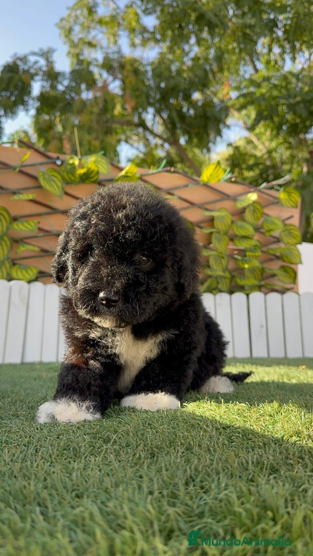 Perro de Agua Español perros en venta: PERRO DE AGUA HEMBRA - Imagen 9
