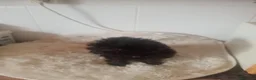 Perro de Agua Español perros en venta: Perro de agua  - Anuncio 4