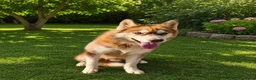 Husky Siberiano perros en venta: HUSKY SIBERIANO MACHO (5 meses) - Anuncio 4