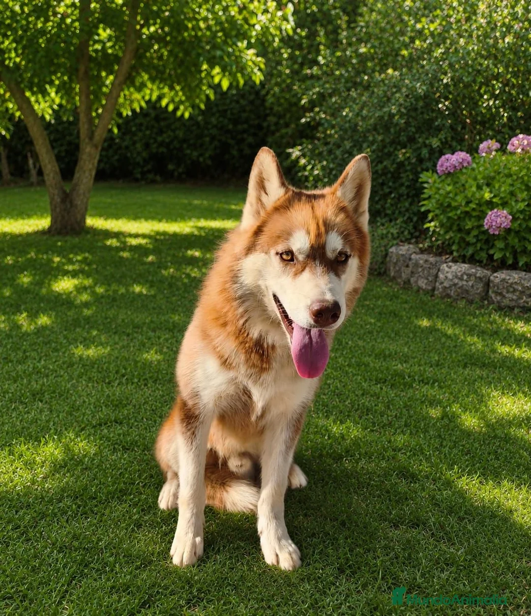 Husky Siberiano perros en venta: HUSKY SIBERIANO MACHO (5 meses) - Anuncio 4