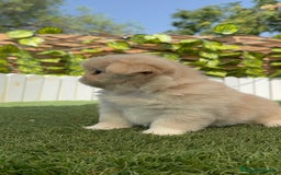 Pekinés perros en venta: PEKINES HEMBRA - Imagen 5