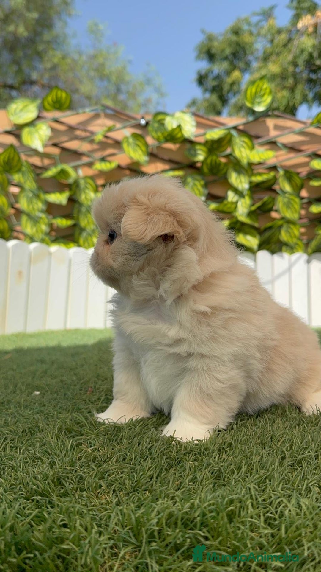 Pekinés perros en venta: PEKINES HEMBRA - Imagen 5