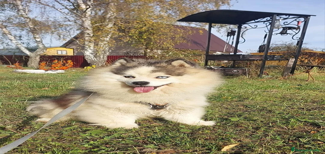 Imagen de galería {{count}}