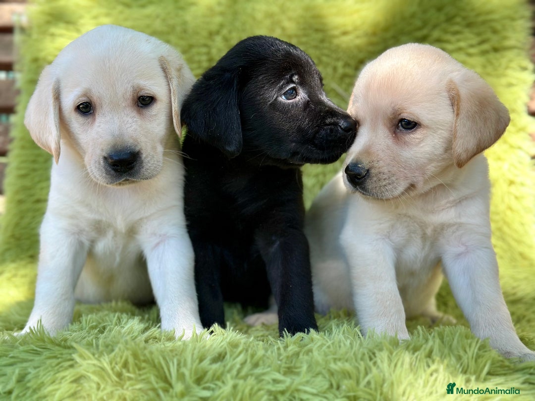 Labrador Retriever perros en venta: CAMADA DE LABRADOR RETRIEVER - Imagen 14