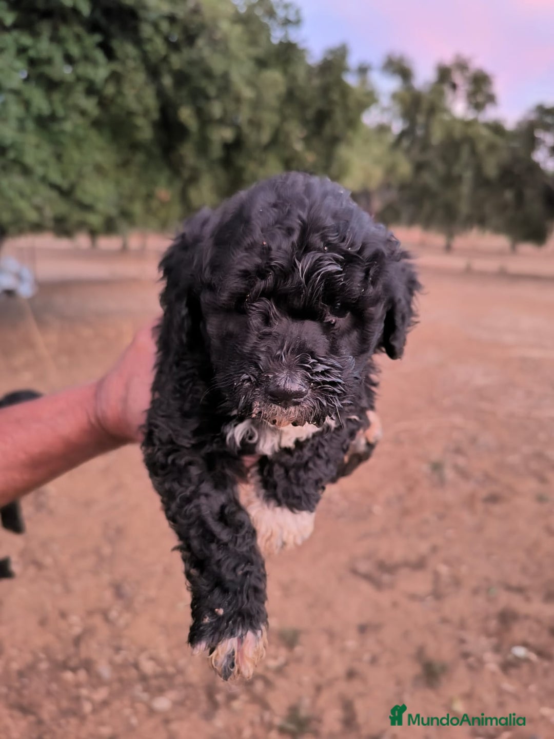 Perro de Agua Español perros en venta: Perro de agua español - Imagen 3
