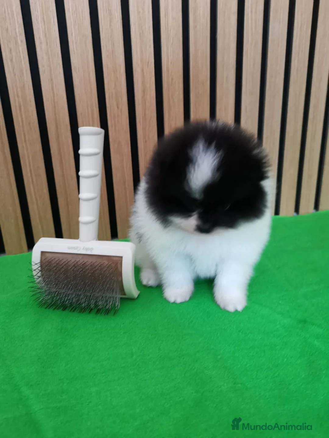 Pomerania perros en venta: Pomerania TOY Party Chocolate y Negro  - Anuncio 12