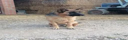 Pastor Alemán perros en venta: Cachorros pastor alemán  - Anuncio 1
