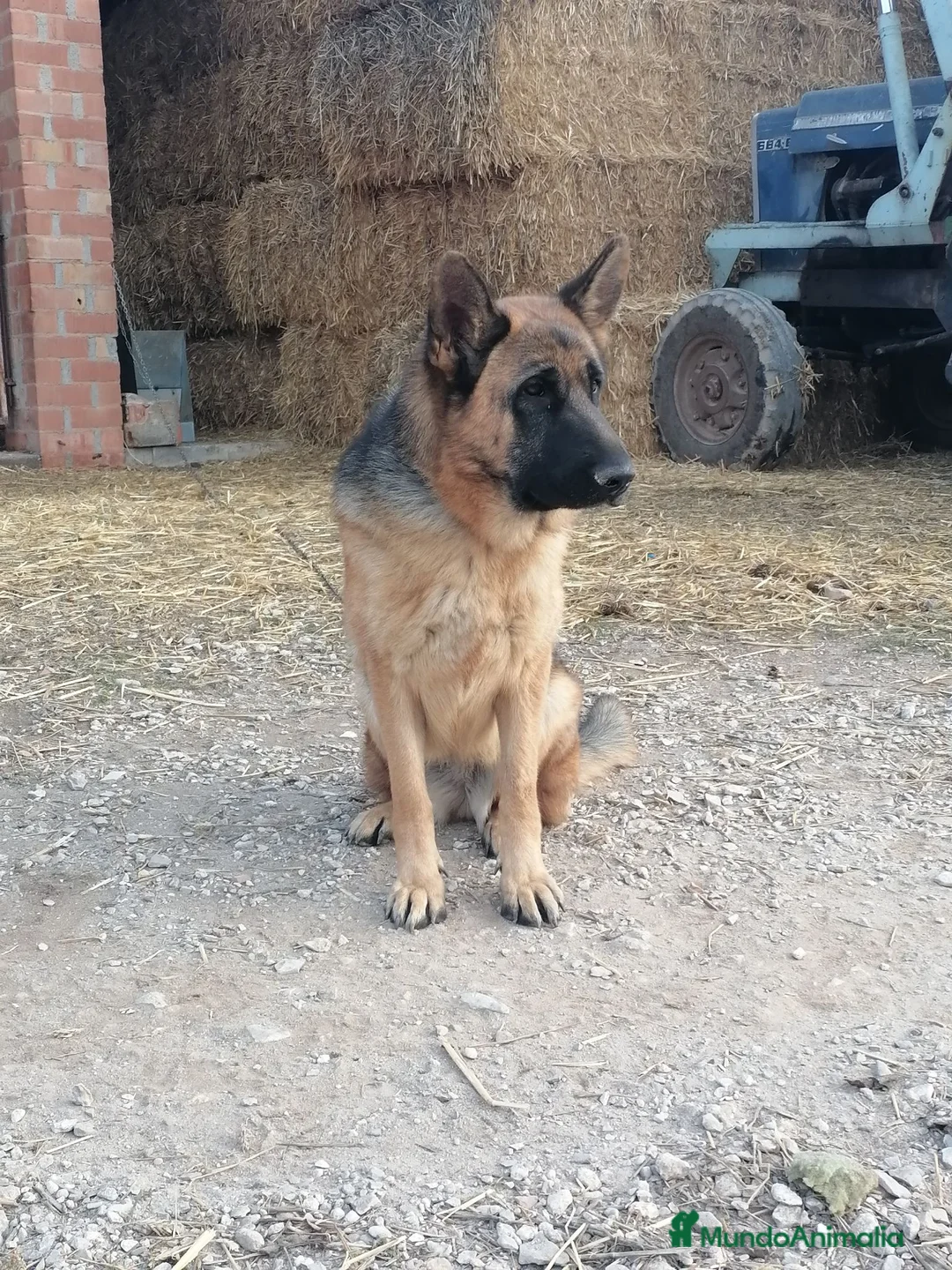 Pastor Alemán perros en venta: Cachorros pastor alemán  - Anuncio 1
