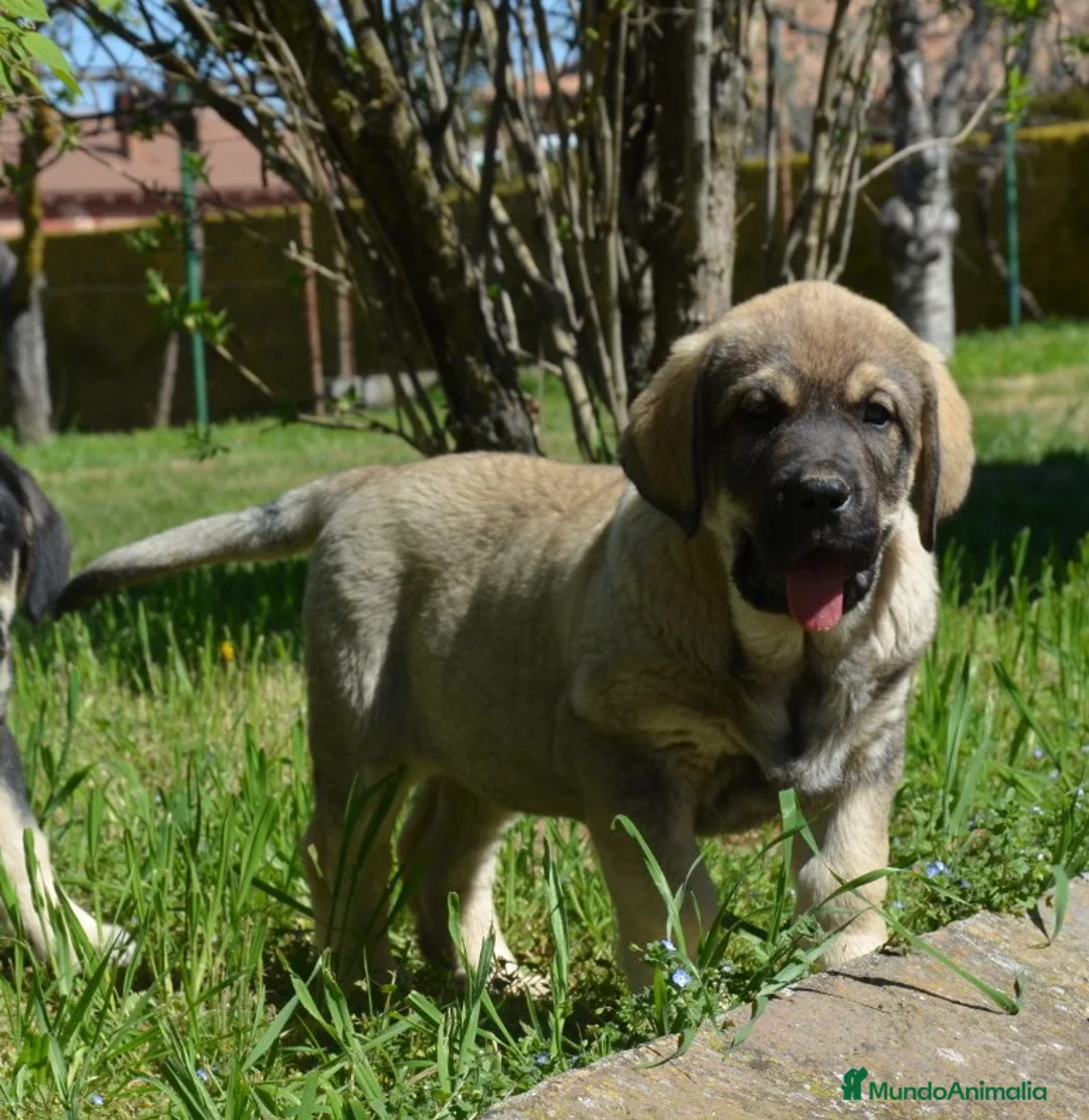 Mastín Español perros en venta: Mastin leonés  - Anuncio 2