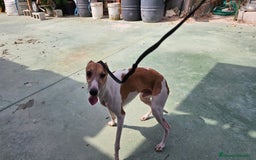 Pequeño Lebrel Italiano perros en venta: Pequeño lebrel italiano  - Imagen 3