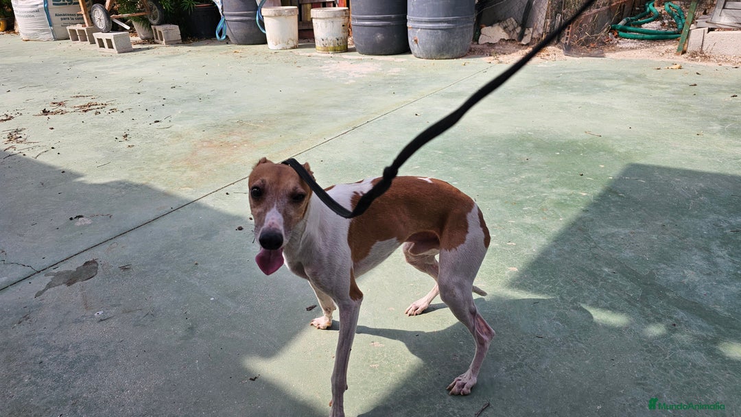 Pequeño Lebrel Italiano perros en venta: Pequeño lebrel italiano  - Imagen 3