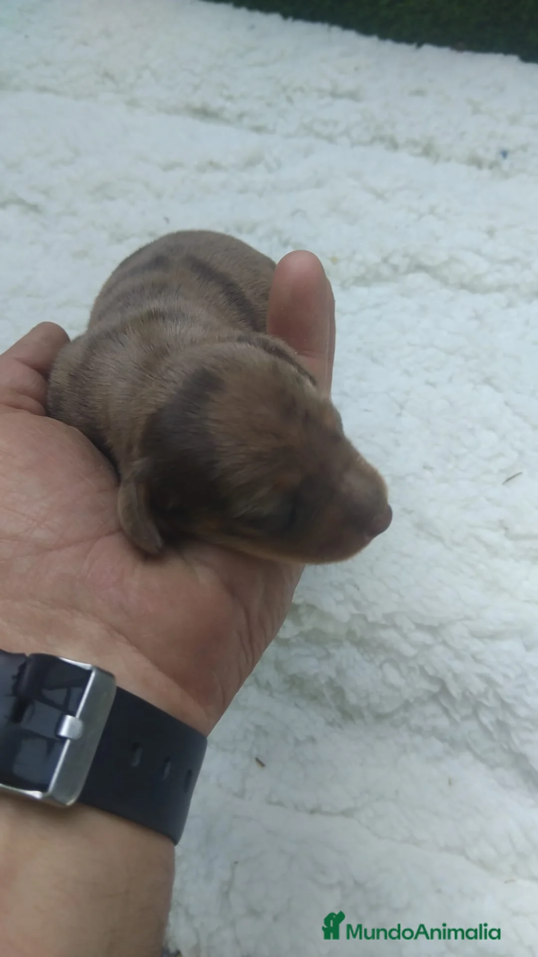 Teckel Miniatura perros en venta: Teckel miniatura de todos los colores  - Anuncio 4