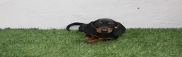 Teckel Miniatura perros en venta: Teckel miniatura  - Anuncio 3