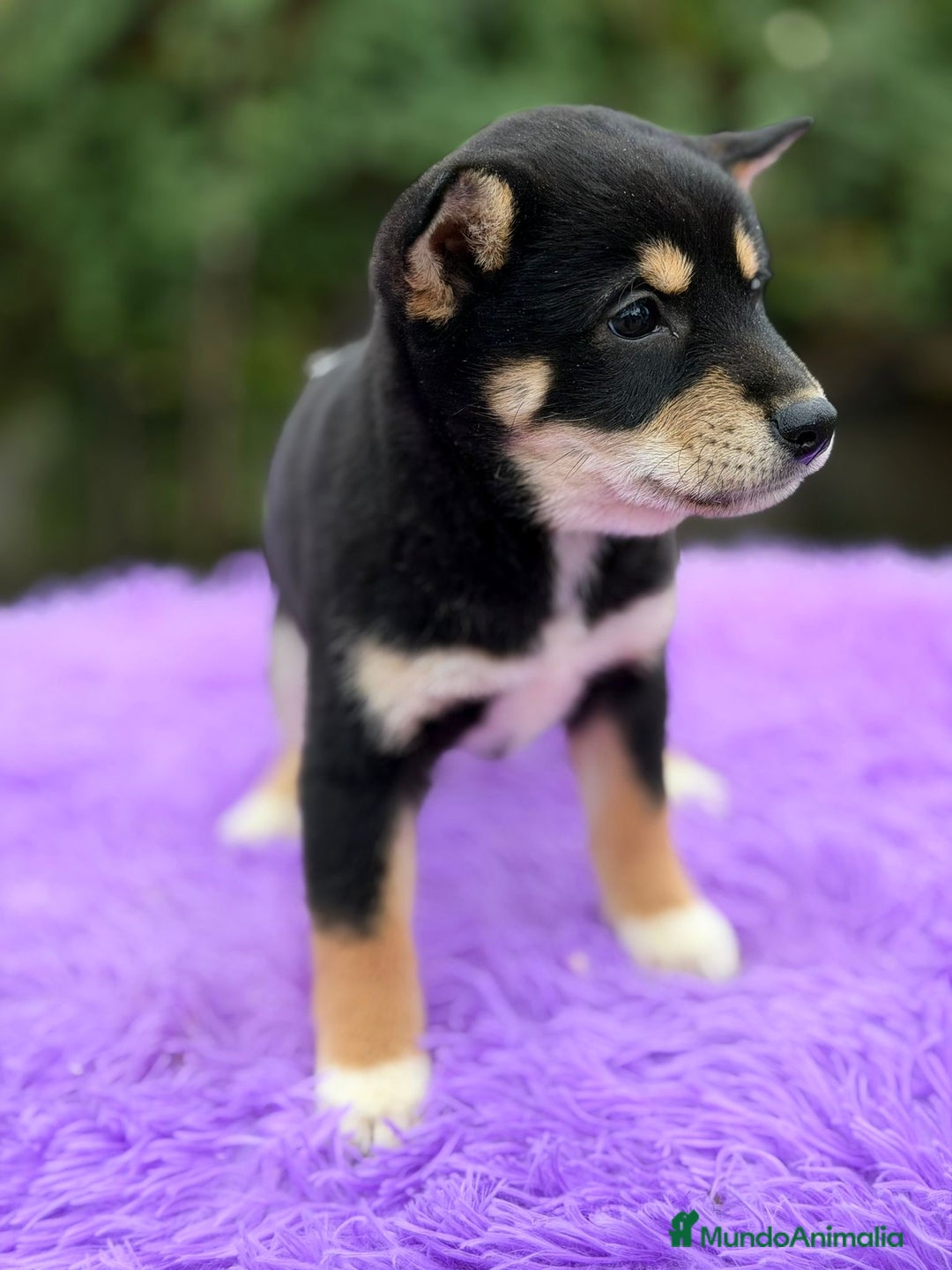 Shiba Inu perros en venta: SHIBA HEMBRA NEGRA DISPONIBLE - Anuncio 1