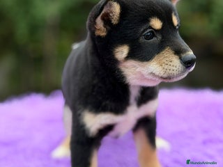 Shiba Inu perros SHIBA HEMBRA NEGRA DISPONIBLE - Anuncio 4